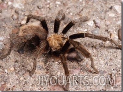 Desert Tarantula Spider Crawling Across a Road