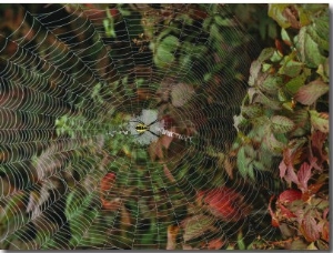 Golden Orb Weaver Spider in Web