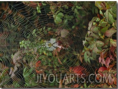Golden Orb Weaver Spider in Web