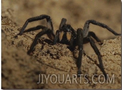 Mygalomorph Spider