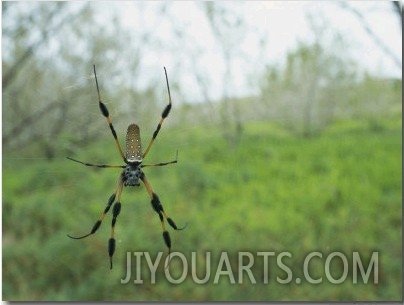 Orb Weaver Spider Spins its Web