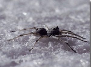 Salt Lake Wolf Spider, Lycosa Eyrei, Hunts on Salt Lakes Chrystals, Australia