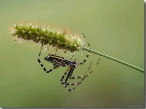 Silver Orb Banded Argiopi Spider at Found at Spring Creek Prairie