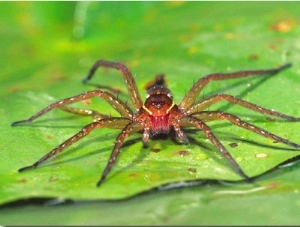 Six Spotted Fishing Spider Feeding on Fly, Pennsylvania, USA