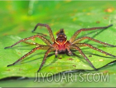 Six Spotted Fishing Spider Feeding on Fly, Pennsylvania, USA