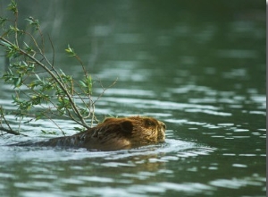 American Beaver, with Branch, USA