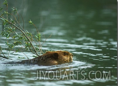 American Beaver, with Branch, USA