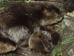 Canadian Beaver, Castor Canadensis Female with Young