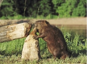 Beaver, Feeding on Tree He Just Cut Down, USA