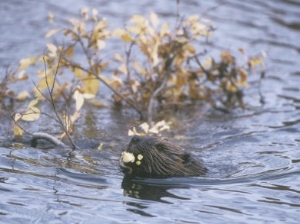 Beaver Swimming with Recently Cut Branch Gathered for Food (Castor Canadensis), North America