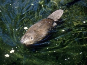 Beaver, USA