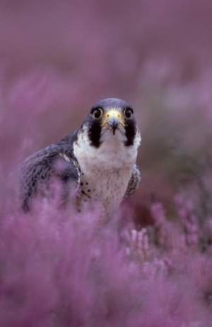 Peregrine Falcon, Falco Peregrinus Male Amongst Heather