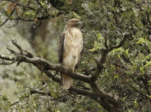 Juvenile Red Tailed Hawk Perches in an Oak Tree