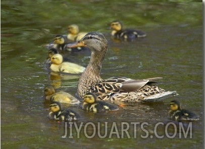 Mother Duck Leading Ducklings on the River in Keukenhof Gardens, Amsterdam, Netherlands