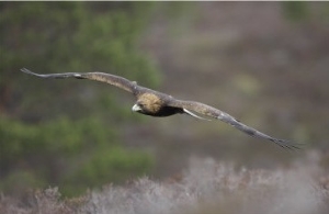 Golden Eagle, Adult in Flight, Scotland