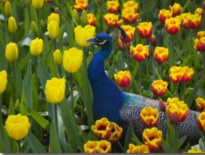 Peacock with Tulips, Keukenhof Gardens, Amsterdam, Netherlands
