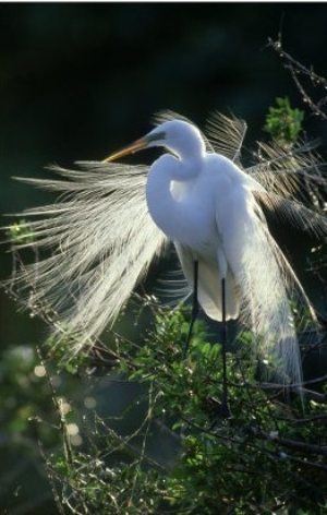 Great Egret, Nuptial Plumage, USA
