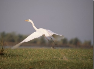 A White Egret Takes off in Flight