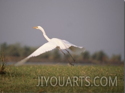 A White Egret Takes off in Flight