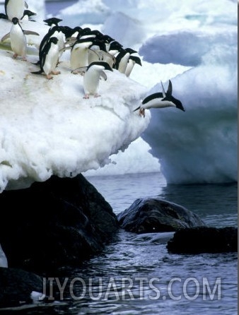 Adelie Penguins, Leaping, Antarctic Peninsula