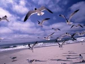 Gulls Flying Over Beach, Ocracoke Island, NC