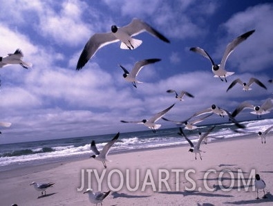 Gulls Flying Over Beach, Ocracoke Island, NC