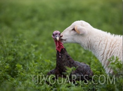 A Katahdin Lamb Gives a Bronze Turkey a Kiss on a Farm in Kansas