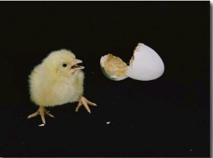 A Newly Hatched Chick Stands Next to its Egg