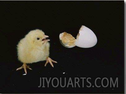 A Newly Hatched Chick Stands Next to its Egg