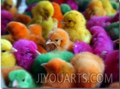Artificially Colored Chicks Crowd Together