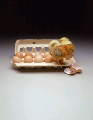 Chicks in a Carton of Eggs