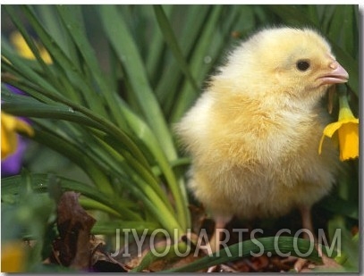 Domestic Chicken, Baby Chick, USA