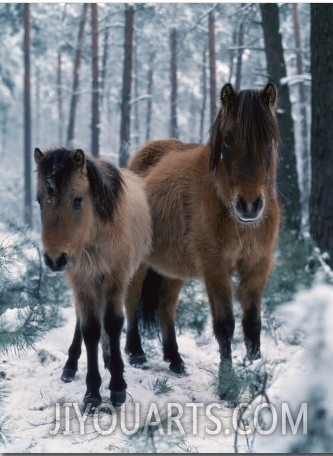 Domestic Horse, Dulmen Ponies, Mare with Foal in Winter, Europe