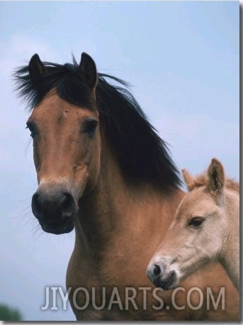 Domestic Horse, Dulmen Pony, Mare with Foal, Europe
