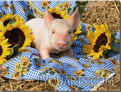 Domestic Piglet and Sunflowers, USA