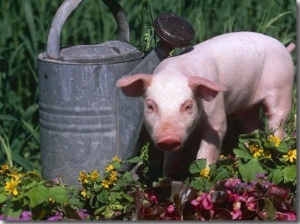 Domestic Piglet Beside Watering Can, USA