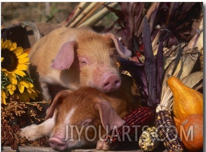Domestic Piglets, Resting Amongst Vegetables, USA