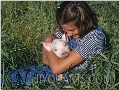 Girl Holding Domestic Piglet, Mixed Breed, USA