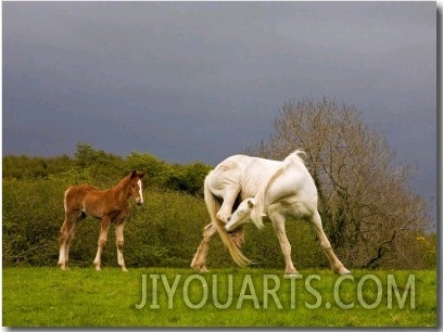 tchy Mare and Foal, Co Derry, Ireland