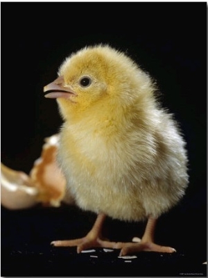 Light Sussex Hen Chick