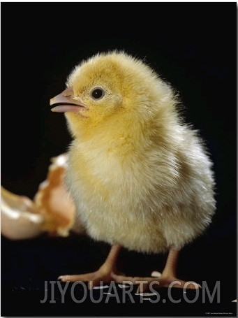 Light Sussex Hen Chick