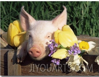 ixed Breed Domestic Piglet, USA