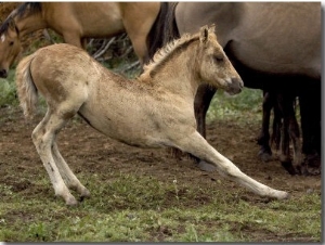 Mustang , Wild Horse Filly Stretching, Montana, USA Pryor Mountains Hma