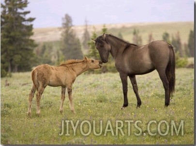Mustang , Wild Horse Filly Touching Nose of Mare from Another Band, Montana, USA
