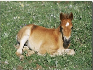 Mustang , Wild Horse Foal, Pryor Mountains, Montana, USA