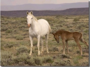 ustang , Wild Horse, Grey Mare with Colt Foal Stretching, Wyoming, USA Adobe Town Hma