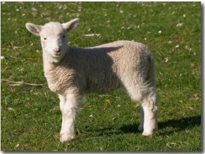 New Lamb, South Island, New Zealand