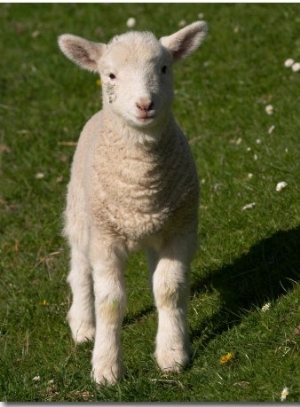 New Lamb, South Island, New Zealand 01