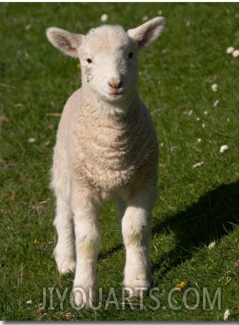 New Lamb, South Island, New Zealand 01