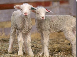 Pair of Commercial Targhee Lambs